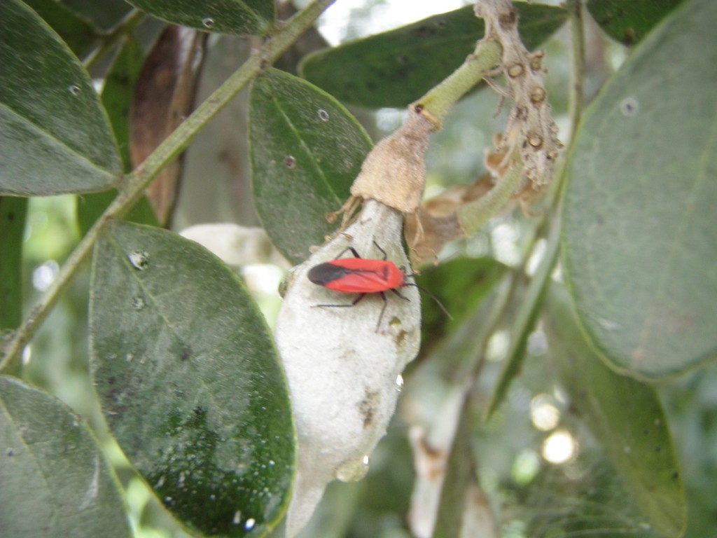 Insects on Mountain Laurel  Urban IPM