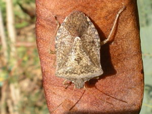 brown stink bug