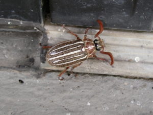 ten lined june beetle