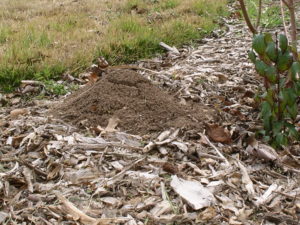 fire ant mound