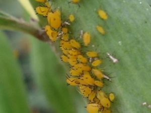 aphids