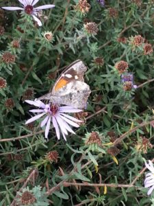 snout-nosed-butterfly