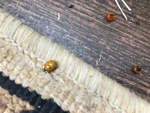 asian-ladybugs