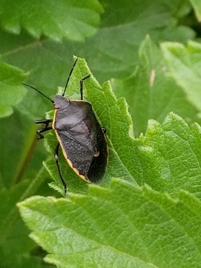 stink-bugs-have-you-seen-me-urban-ipm