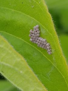 stink bug eggs genus Chlorochroa