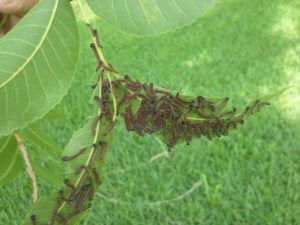 Walnut caterpillar larvae third instar. Photo by Bill Ree.