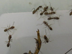Arentine ants