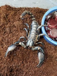 Emperor scorpion