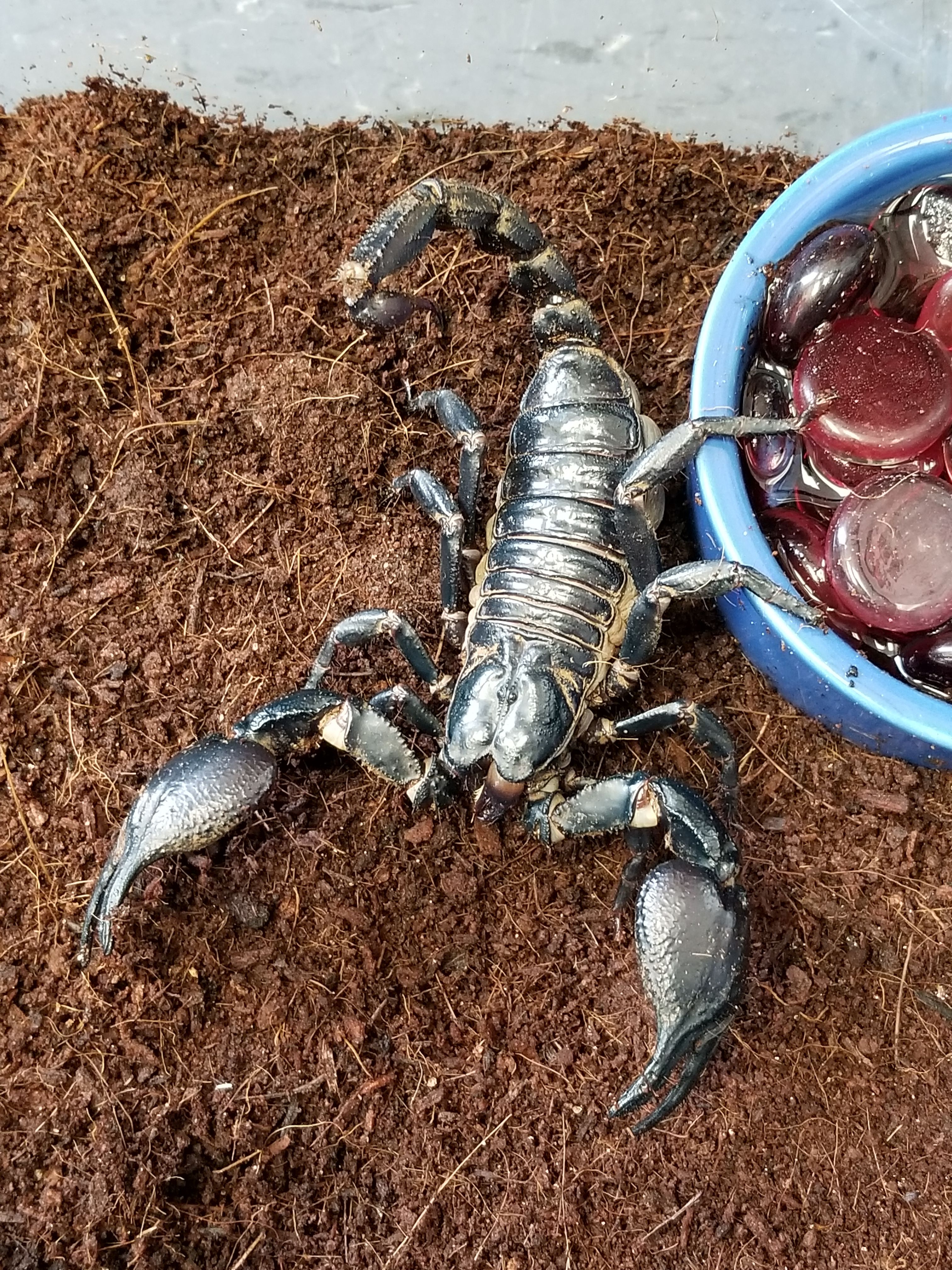 Why Do Scorpions Glow Under Blacklight
