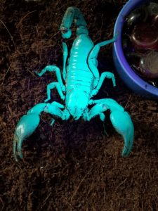 Emperor scorpion glowing under UV light.