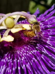 honey bee on passion flower