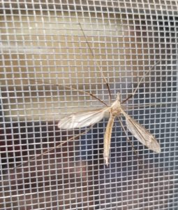 crane fly