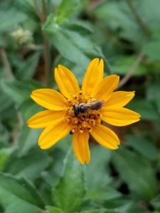 pollinator on flower