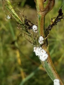 mealybugs on fennel