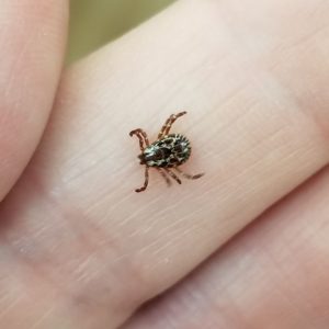 American dog tick