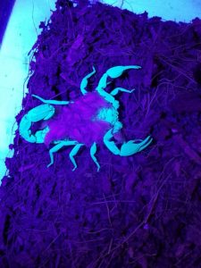 Texas cave scorpion with babies under UV light