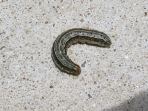 armyworm