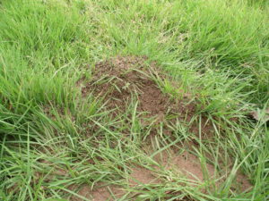 imported fire ant mound