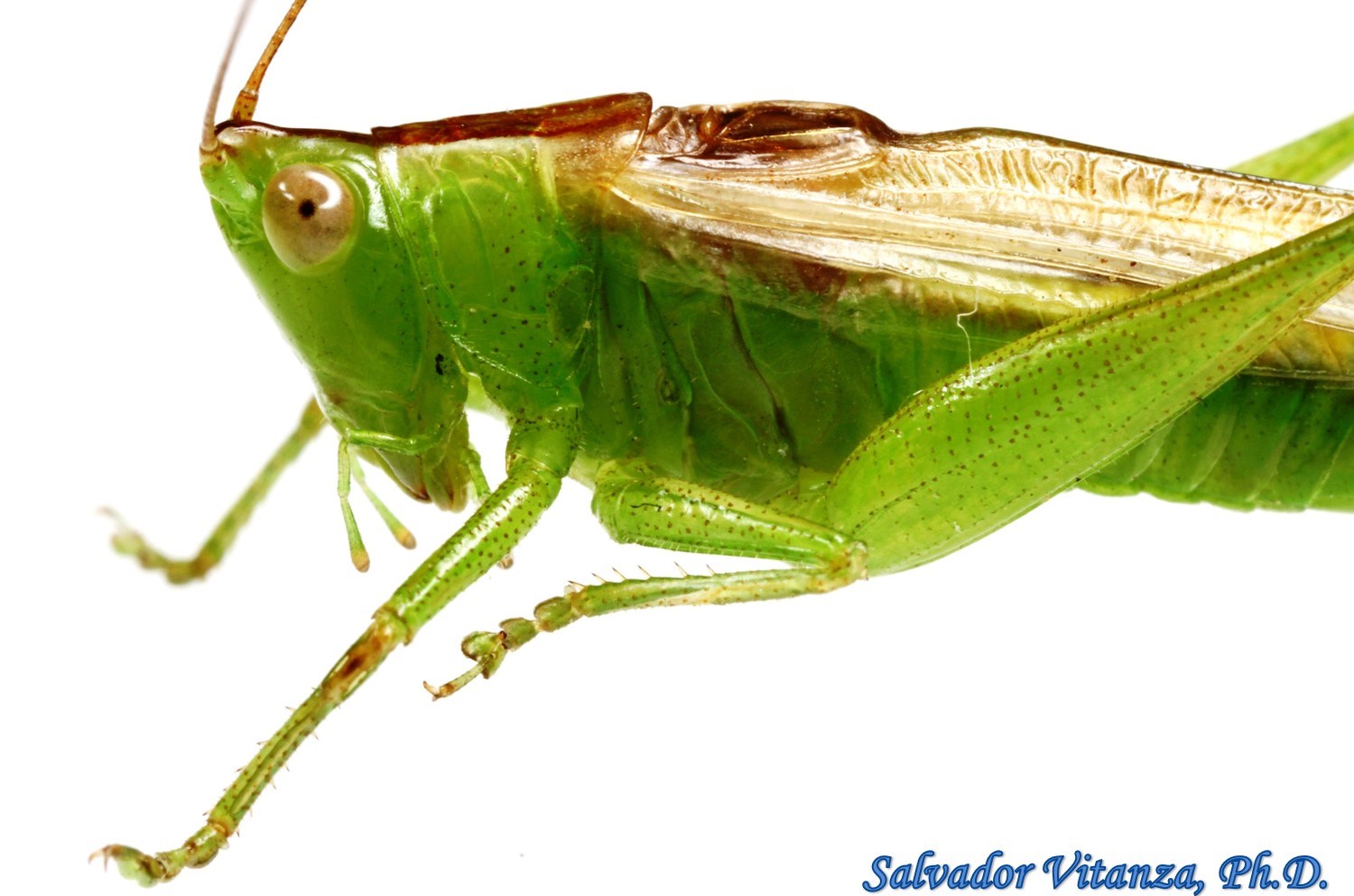 Orthoptera-Tettigoniidae-Conocephalus fasciatus fasciatus ...