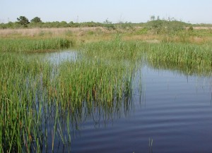 Striking blue water in a wetland