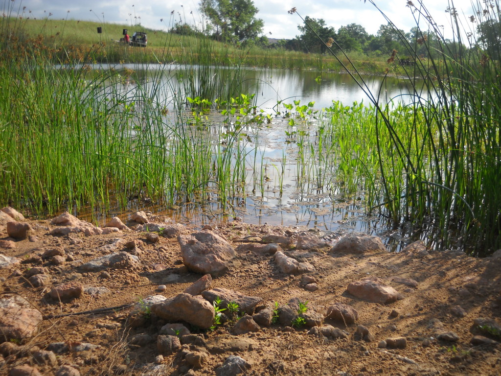 rocky shore of a wetland with vegetation growing in