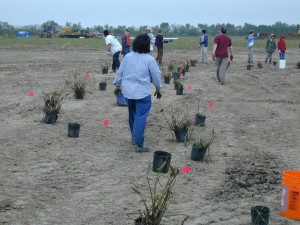 Planting bare wetland site