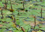 pondweed leaves covering water surface