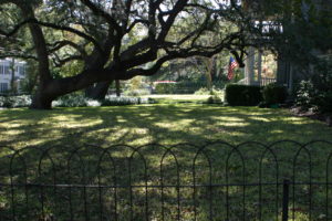 Too Shady for Good Quality Lawn in Dense Live Oak shade