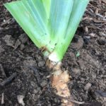 Plant iris on top of soil and then cover with 1/4 inches of mulch.