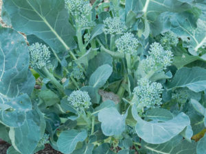 Broccoli left in ground after harvest will grow side shoots