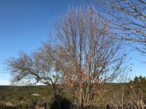 A red oak that has shed its leaves to be gathered up by gardeners for compost