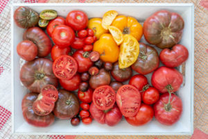 Multi-colored tomato harvest from the June vegetable garden