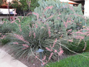 Red Yucca In bloom