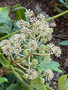 Bloom stalk for Fatsia Japonica