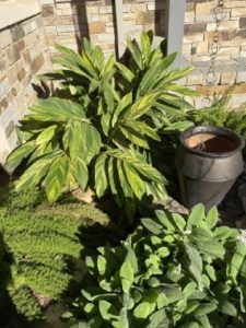 Large variegated ginger plant next to a limestone wall