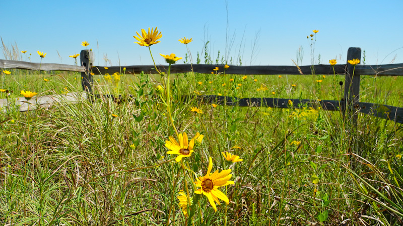 Sunflowers blooming in front of a rustic fence