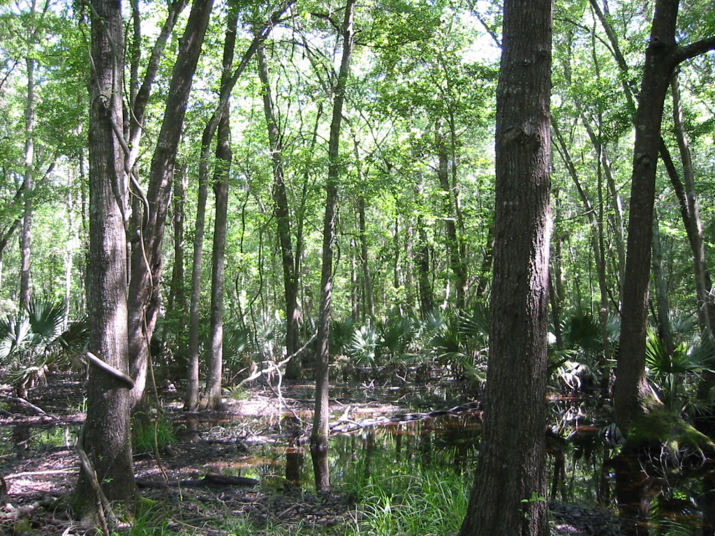 forested wetland area