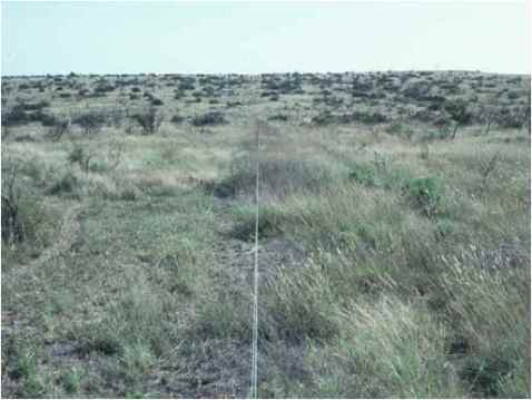 From 1995 through 2000, herbaceous and bare ground changes were measured on adjacent heavily grazed and lightly grazed patches in rotationally and continuously grazed paddocks.