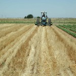 Planting sorghum or cotton into wheat stubble