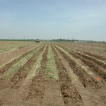 Strip-tilling between rows of rye