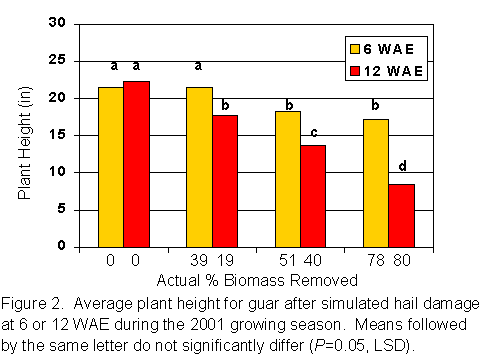 Figure 2. Average plant height for gaur after simulated hail damage at 6 or 12 WAE during the 2001 growing season.  Means followed by the same letter do not significantly differ (P=0.05, LSD).