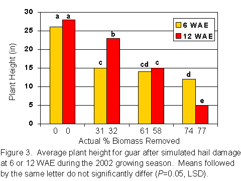 Figure 3. Average plant height for guar after simulated hail damage at 6 or 12 WAE during the 2002 growing season.  Means followed by the same letter do not significantly differ (P=0.05, LSD).