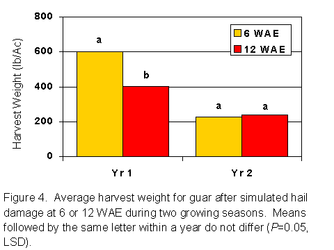 Figure 4. Average harvest weight for guar after simulated hail damage at 6 or 12 WAE during two growing seasons.  Means followed by the same letter within a year do not differ (P=0.05, LSD)