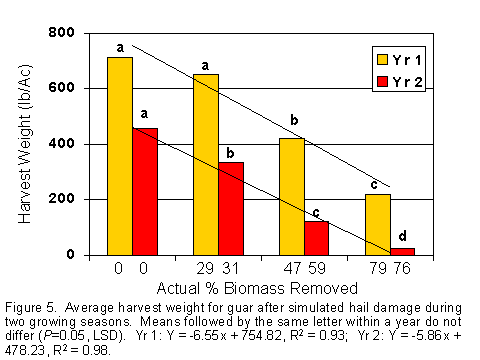 Figure 5. Average harvest weight for guar after simulated hail damage during two growing seasons.  Means followed by the same letter within a year do not differ (P=0.05, LSD).  Yr 1: Y=-6.55x + 754.82, R2=0.93; Yr 2: Y=-5.86x + 478.23, R2=0.98