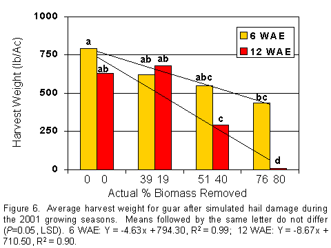 Figure 6.. Average harvest weight for guar after simulated hail damage during the 2001 growing seasons.  Means followed by the same letter do not differ (P=0.05, LSD).  6 WAE: Y=-4.63x + 794.30, R2=0.99; 12 WAE Y= -8.67x + 710.50, R2=0.90.