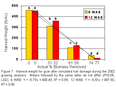 Figure 7.  Harvest weight for guar after simulated hail damage during the 2002 growing seasons.  Means followed by the same letter do not differ (P-0.05, LSD). 6 WAE: Y=-5.79x + 468.49, R2= 0.99; 12 WAE: Y= -5.93x + 487.90, R2 = 0.96.