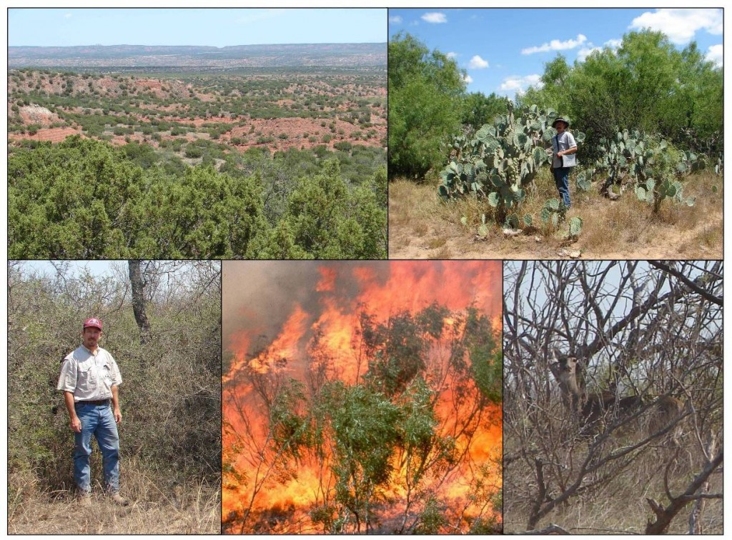 Clockwise from upper left: Redberry juniper invasion in north Texas; Dr. Mirik in mesquite and cactus south Texas; Deer in mesquite cover; Summer fire in mesquite north Texas; Dr. Ansley in mixed brush in northern Argentina, near Santiago del Estero 