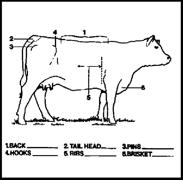 Diagram of cow