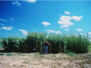 Sorghum is an important annual warm-season crop in the southern Great Plains