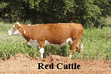 Red English Cattle